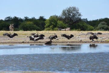 Geier am Wasserloch Klein-Namutoni im Etoscha Nationalpark