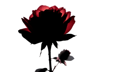 Darkness Embraces a Single Radiant Red Rose