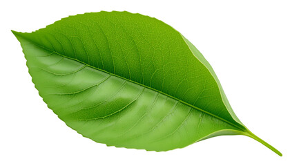 Fototapeta premium Vibrant Green Leaf Texture Detailed Close Up Macro Nature Photography