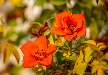 Garden roses are predominantly hybrid roses that are grown as ornamental plants in private or public gardens. They are one of the most popular and widely cultivated groups of flowering plants, especia