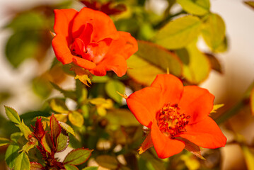 Garden roses are predominantly hybrid roses that are grown as ornamental plants in private or public gardens. They are one of the most popular and widely cultivated groups of flowering plants, especia