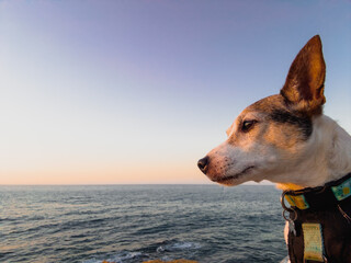 Dog portrait at sunset with ocean in the distance