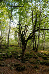 Fotografía en el Bosque, con hojas en el suelo