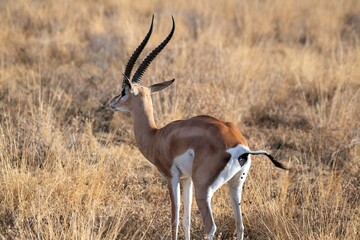 Grant's Gazelle in the dry Savannah at the Samburu National park in Kenya