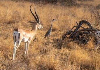 Grants gazelle and Heron bird in the savannah grass at the Samburu National park in Kenya