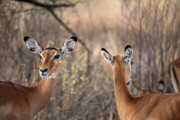 Grant's Gazelle in the dry Savannah at the Samburu National park in Kenya