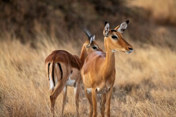 Grant's Gazelle in the dry Savannah at the Samburu National park in Kenya