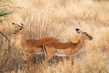 Grant's Gazelle in the dry Savannah at the Samburu National park in Kenya