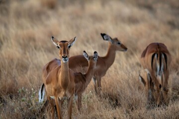 Grant's Gazelle in the dry Savannah at the Samburu National park in Kenya