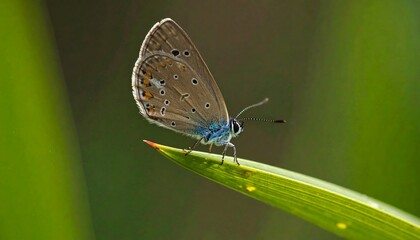 Butterfly perched on a blade of grass