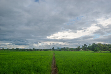 green field and blue sky