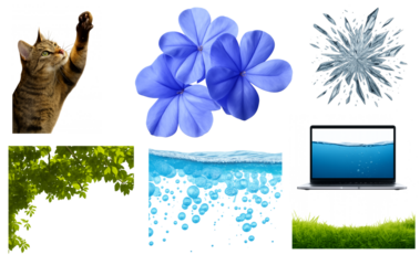 Cat, blue flower, tree branch, water, grass, laptop and broken scattered glass transparent background image set. 7 Different elements in one set