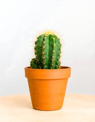 Cactus in terracotta pot