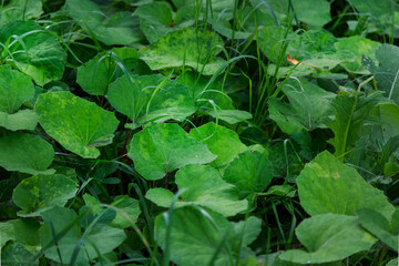 Leaves of the medicinal plant mother-and-stepmother, tussilago farfara