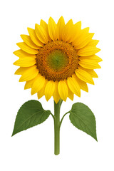 Obraz premium Sunflower with two leaf high quality realistic image.
