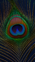 Obraz premium A vertical, macro shot of a single peacock feather. The intricate eye of the feather is in sharp focus, showing off the vibrant, iridescent colors of blue, green, and pink against a dark background.