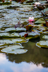 Waterlilies, elegant bowl-shaped blooms, distinctive circular lily pads spread across the water's surface providing valuable shelter for aquatic wildlife. Pink waterlily flowers, aquatic plants.