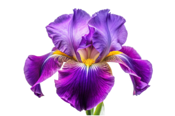 Vibrant purple iris flower isolated with intricate petal details closeup studio shot transparent background