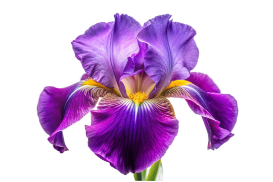 Vibrant purple iris flower isolated with intricate petal details closeup studio shot transparent background