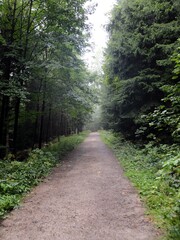 Fototapeta premium Mountain hiking trail with trees in forest landscape