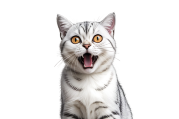 Startled British Shorthair cat portrait isolated on transparent background with silver tabby fur, glowing yellow eyes, open mouth expression, and realistic dramatic close-up photography