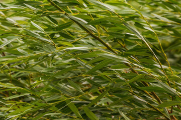 Green willow leaves swaying near Szczecin Lagoon, Poland.