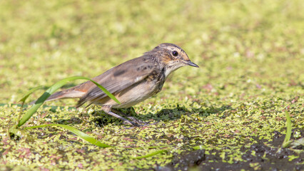 robin on the grass