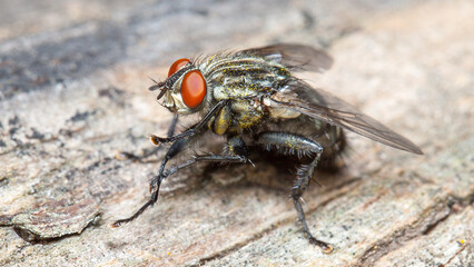 fly on leaf