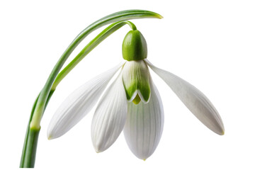 Delicate white snowdrop flower isolated macro photography against black background transparent background