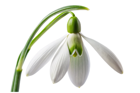 Delicate white snowdrop flower isolated macro photography against black background transparent background