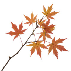 Fototapeta premium Elegant Japanese maple branch with vibrant autumn leaves in orange, crimson, and yellow, delicate foliage isolated on black background, minimalist seasonal nature photography in serene style