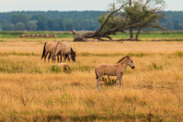 Obraz premium Foal standing on meadow near Szczecin Lagoon in Poland.