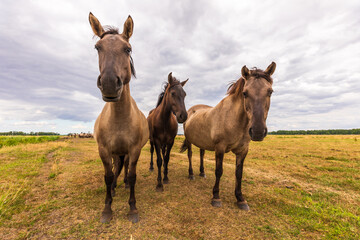Herd of wild horses near Szczecin Lagoon in Poland.