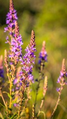 Obraz premium Close-up of vibrant purple wildflowers in a sunny field