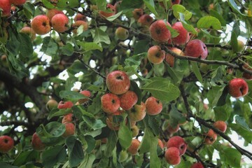 Ripe apples on a tree in a garden against a sky. Beautiful natural background. Juicy red apples. Harvest. Close-up of apples. Apple tree. Vitamins. Food. Apple 