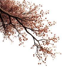 Fototapeta premium Fine line tree branch overlay with small buds and soft linework, isolated, transparent background, no shadows, PNG look