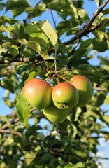 Ripe apples on a tree in a garden against a blue sky. Beautiful natural background. Juicy green and red apples. Green background. Harvest. Close-up of apples. Apple tree. Vitamins. Food. Apple 