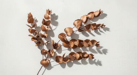 Dried Eucalyptus Branches on Textured White Background - Minimalist Botanical Photography