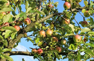 Ripe apples on a tree in a garden against a blue sky. Beautiful natural background. Juicy green and red apples. Green background. Harvest. Close-up of apples. Apple tree. Vitamins. Food. Apple