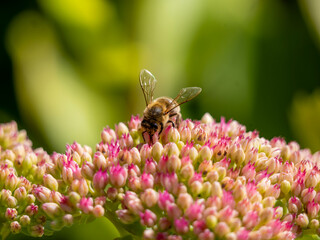 A western honeybee (Apis mellifera) on a purple stonecrop (Hylotelephium telephium). Taken near...
