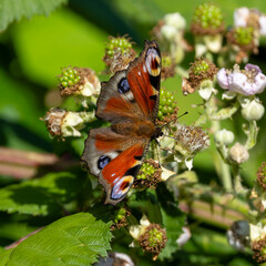 Ein sitzendes Tagpfauenauge in der Draufsicht an einer Brombeerbl&uuml;te saugend