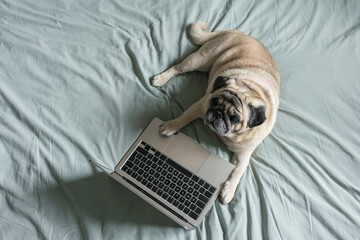 Cute beige pug dog lying on bed next to laptop. Concept of online work, study or shopping. Copy...