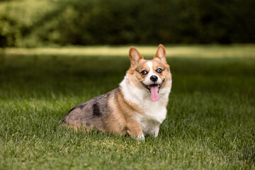Corgi Sitting on Grass