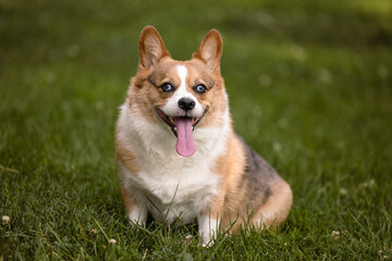 Happy Corgi in Grass