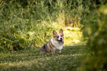 Relaxed Corgi Resting on Grass