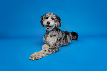 Fototapeta premium Smiling Dog Resting on Blue Studio Backdrop