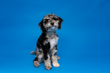 Fototapeta premium Small Dog Sitting on Blue Studio Background