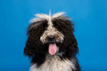 Fluffy Black and White Dog Panting