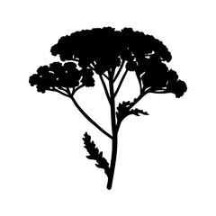 Black yarrow flower silhouette vector illustration, common yarrow achillea millefolium design element © VECTOR STORE