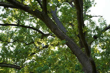 Nahaufnahme einer Traubeneiche (Quercus petraea (Mattuschka) Liebl.) im Frühherbst
